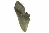 Bargain, Fossil Megalodon Tooth - Serrated Blade #296432-1